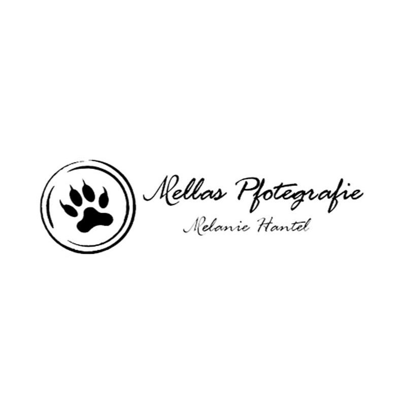 Mellas-Pfotegrafie - (Handicap-)Hundefotografie